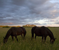grazing horses