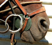 equine mouth and bit