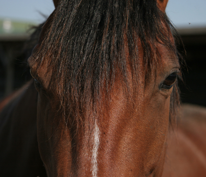 Goodale Farm: horse's eyes