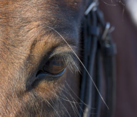 Closeup of a horse's eye.
