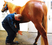 Trevor Hook tests hooves on an equine patient.