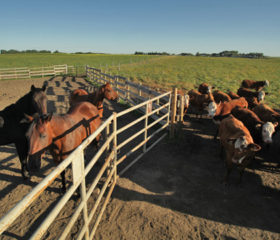 Horses and cattle sharing fence
