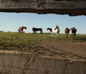 Horses on the Goodale Farm