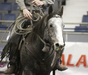 grey ranch horse, Agribition 2012