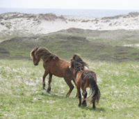 Two ponies frolic on the Sable Island National Park Reserve off of the Nova Scotia coast. Photo courtesy of Philip McLoughlin.