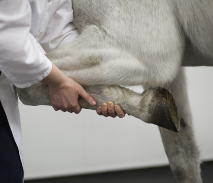 WCVM researchers are investigating whether a protein called serum amyloid A (SAA) can help veterinarians diagnose joint infection more quickly. Photo: Christina Weese.