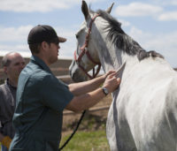 Vaccinations, deworming, hoof care and equine nutrition are among the topics that will be covered during the backyard horse health seminars. Photo: Christina Weese.