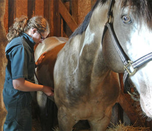 Dr. Husulak listens to lung sounds with her stethoscope in a horse with RAO.
