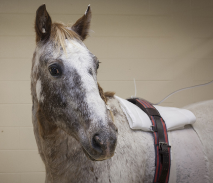 Tuffy, an 18-year-old Appaloosa gelding, was found with a two-foot stick lodged his chest. Photo: Christina Weese. 