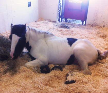 William tended to lie down in his stall which helped to decrease the severity of laminitis. Submitted photo.