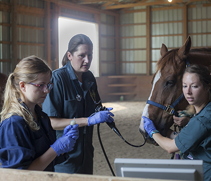 Veterinary students Kirsten Henderson (left) and Alison Williams (right) assist Dr. Julia Montgomery during a tracheal wash procedure. Photo: Christina Weese.
