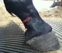 pastern laceration