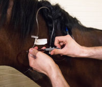 Horse Blood Test