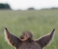 equine-ears