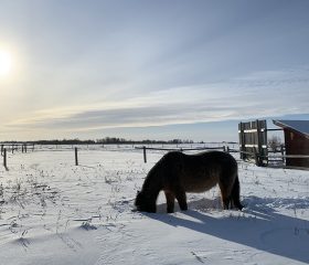 horse-grazing-snow