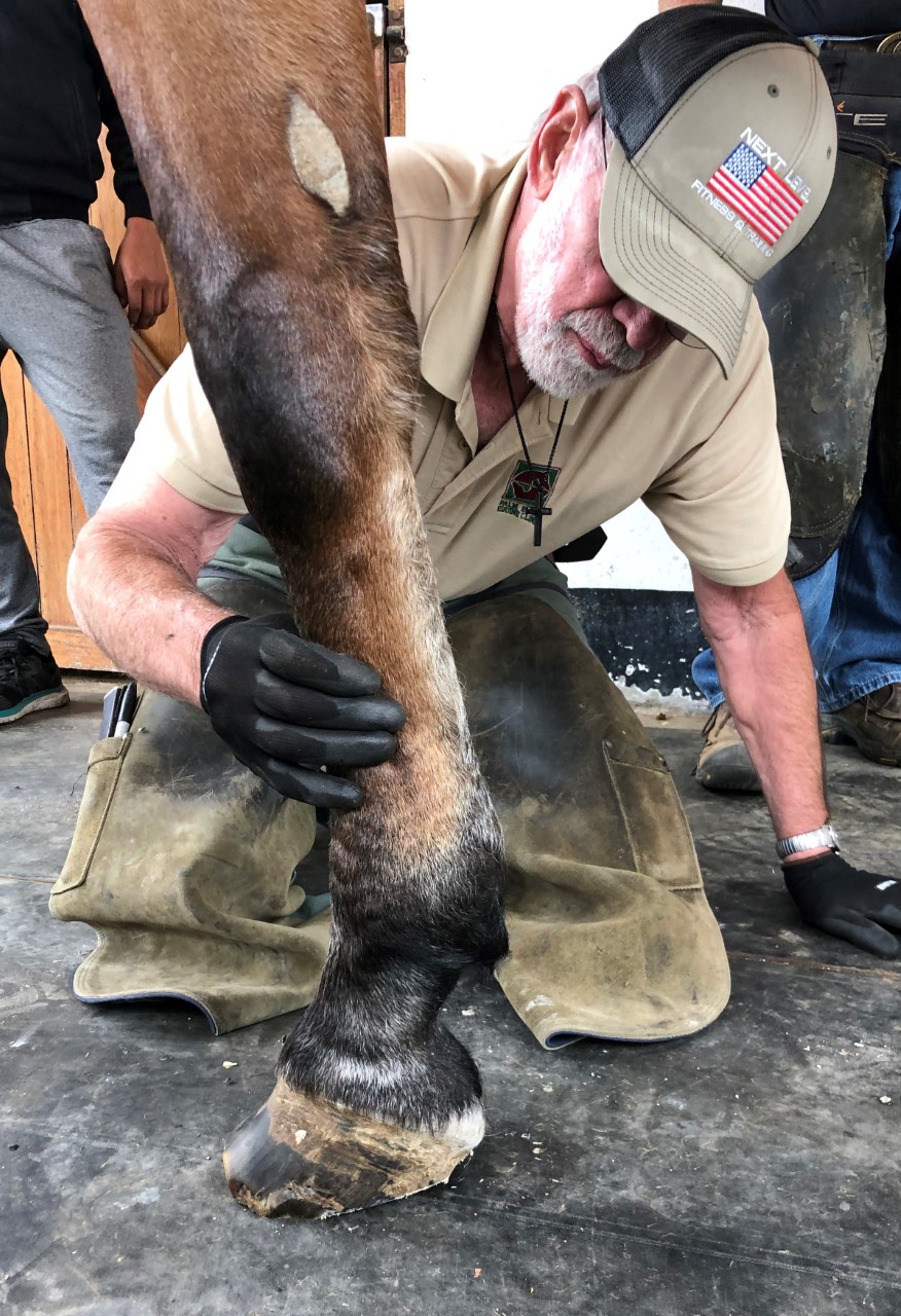 Dr. O'Grady examining horse's limb