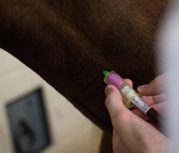 closeup of a student injecting a needle into horse's neck
