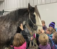 Clydesdale gelding surrounded by kids.