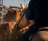 ranch horse with cattle