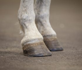 front limbs of horse