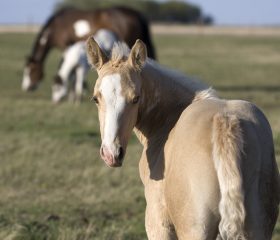 Palomino foal looks at camera with mare and foal in background