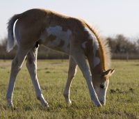 paint foal on pasture