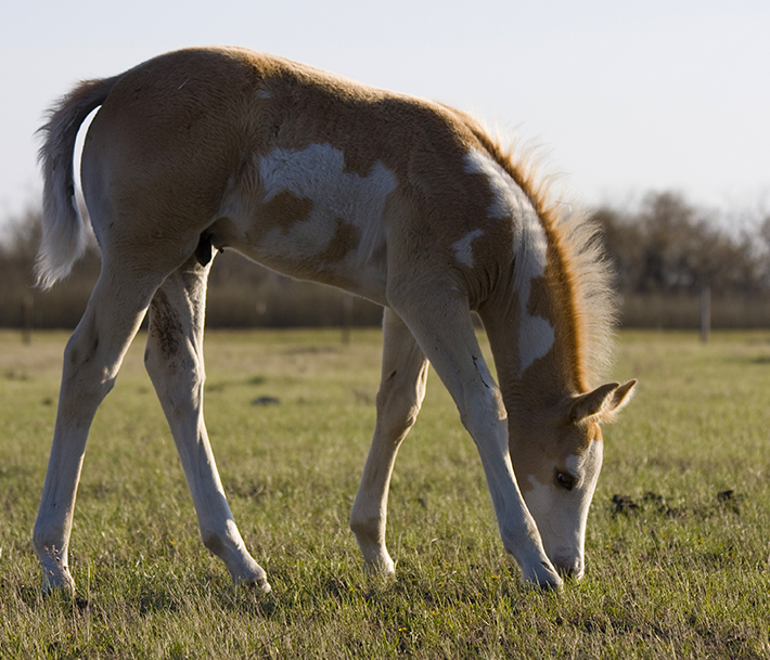 paint foal on pasture