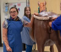 Dr. Claire Card and the foaling model