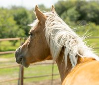palomino horse in pen