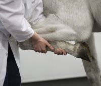 Vet holds a horse's front leg