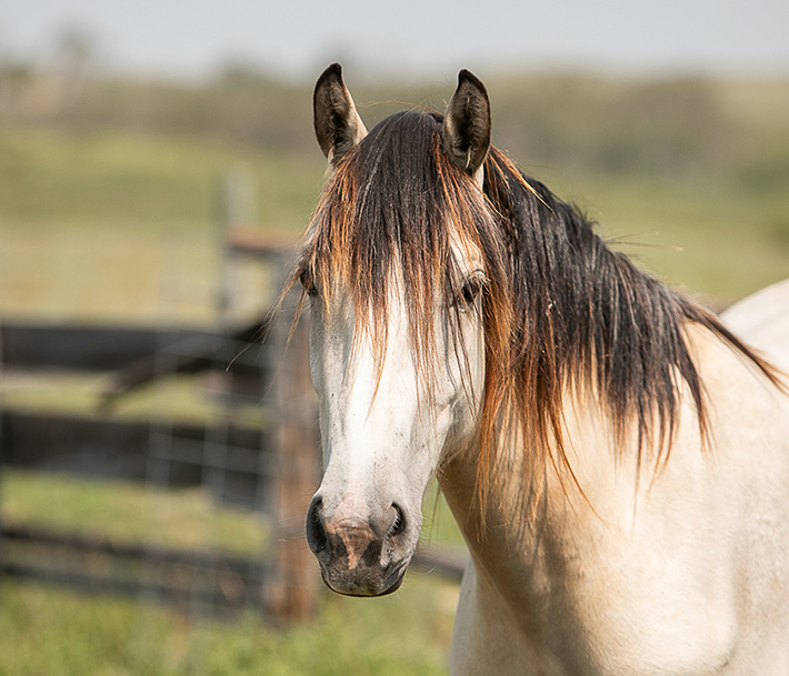 Buckskin horse in pasture